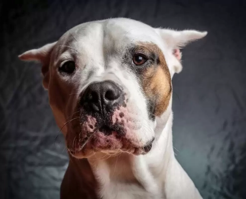 thunderstorm season and pets