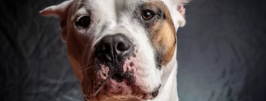 thunderstorm season and pets