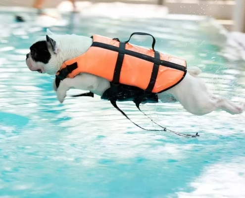 Water Safety for Dogs