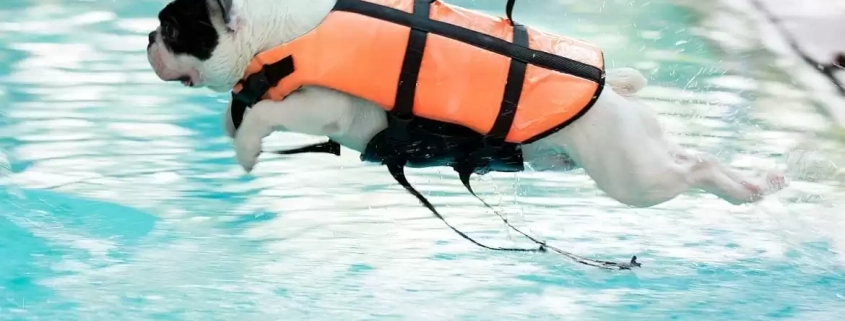 Water Safety for Dogs