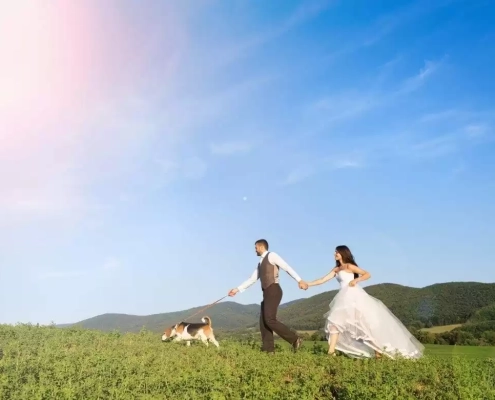 how to make your occasion stress-free for your pet