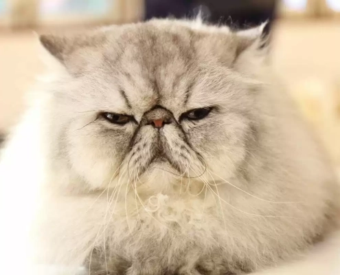 funny flicks of cats