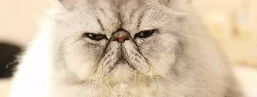 funny flicks of cats