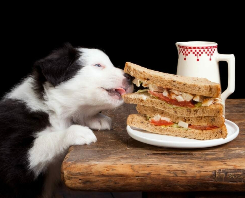 top behavioural problems associated with pets