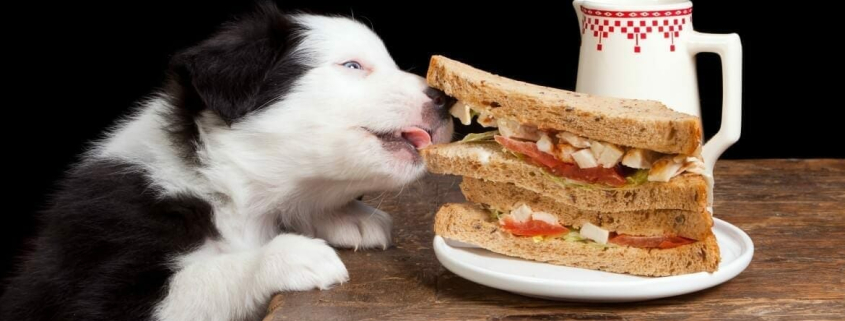 top behavioural problems associated with pets