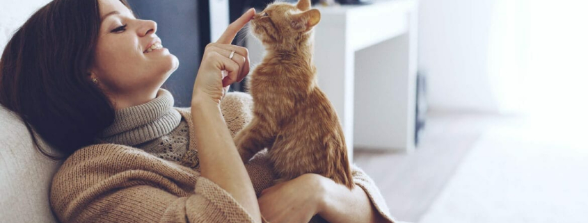 Top 10 International Cat Breeds