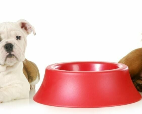 unusual claims made for pet insurance