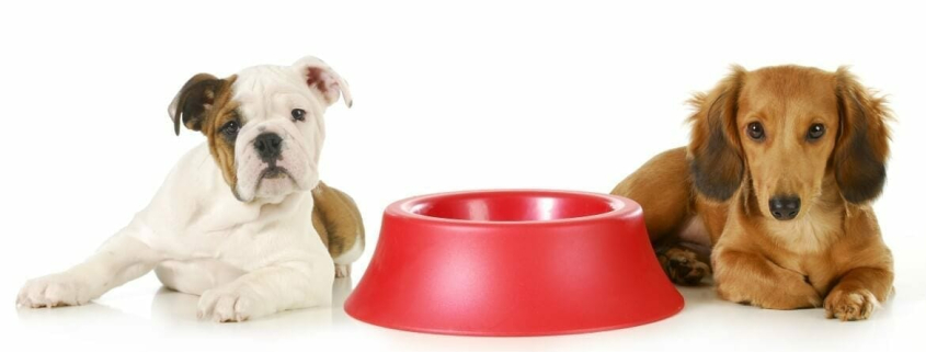 unusual claims made for pet insurance