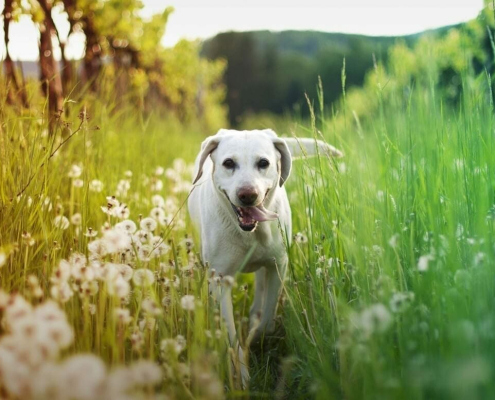 long grass seeds and pets