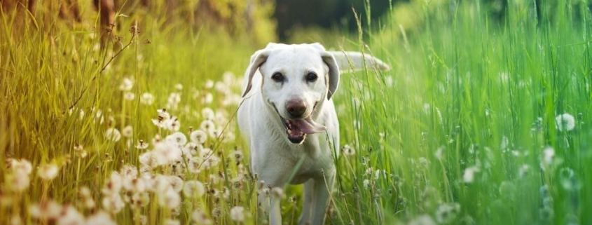 long grass seeds and pets