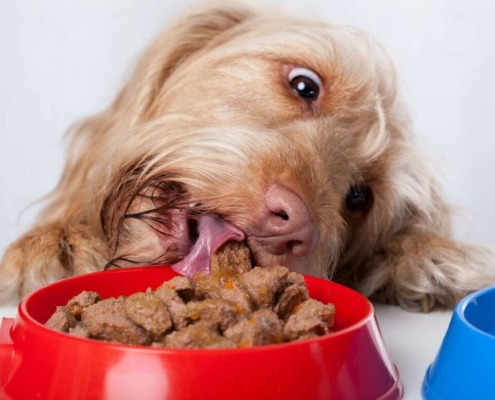 pets eating too fast