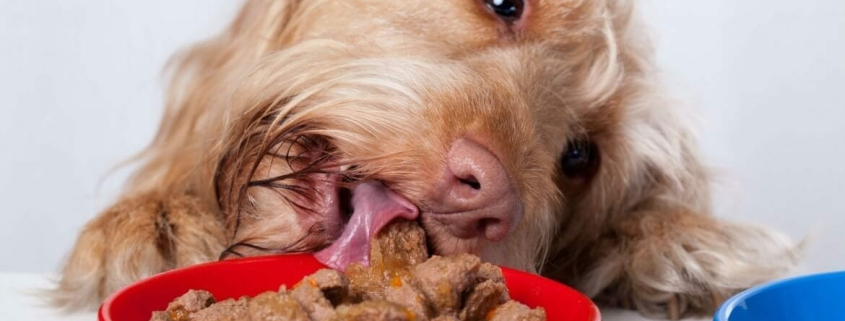 pets eating too fast