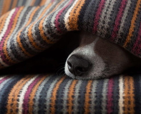 pets and their winter needs