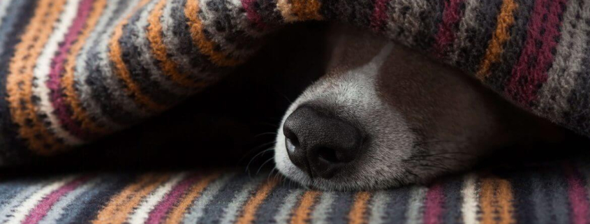 pets and their winter needs