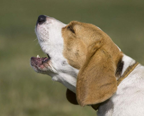 Problematic Barking
