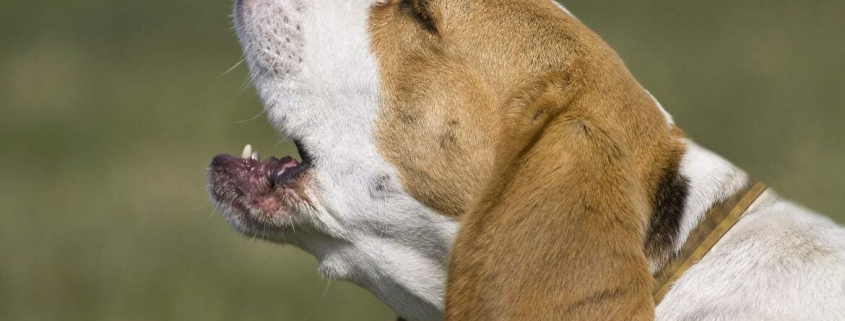 Problematic Barking