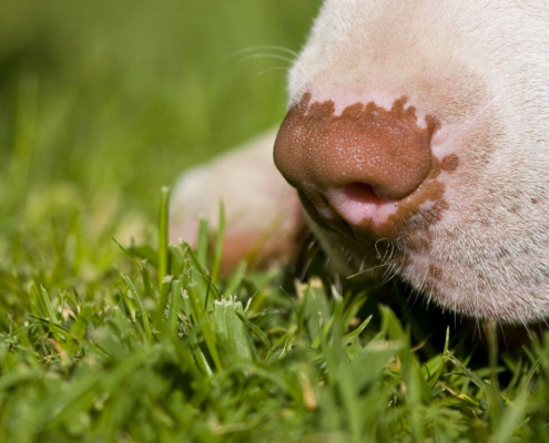 how dogs can smell out disease