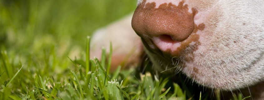how dogs can smell out disease