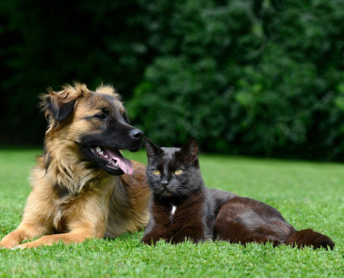 Top 10 Pet Names in 2016