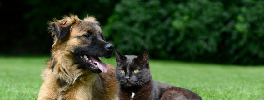 Top 10 Pet Names in 2016