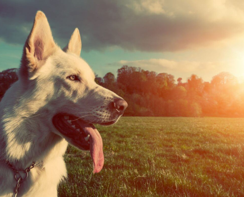 Top 10 Holiday Claims