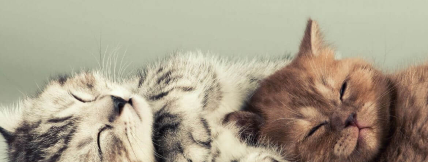 inviting two kittens