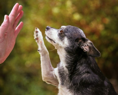 Exercising Your Older Dog