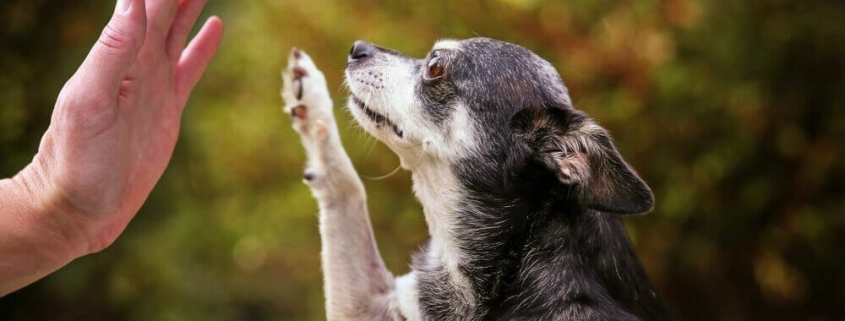 exercising your ageing pet