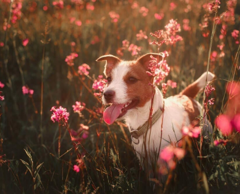 seasonal allergies in pets