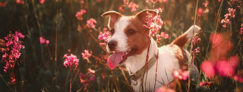 seasonal allergies in pets