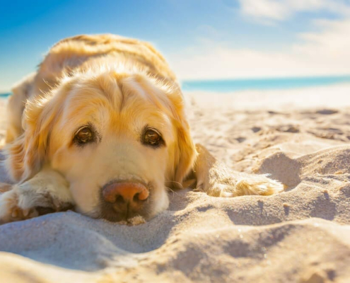 SKIN CANCER AND PETS