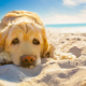 SKIN CANCER AND PETS