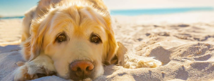 SKIN CANCER AND PETS