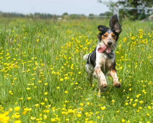 pets suffer from skin conditions