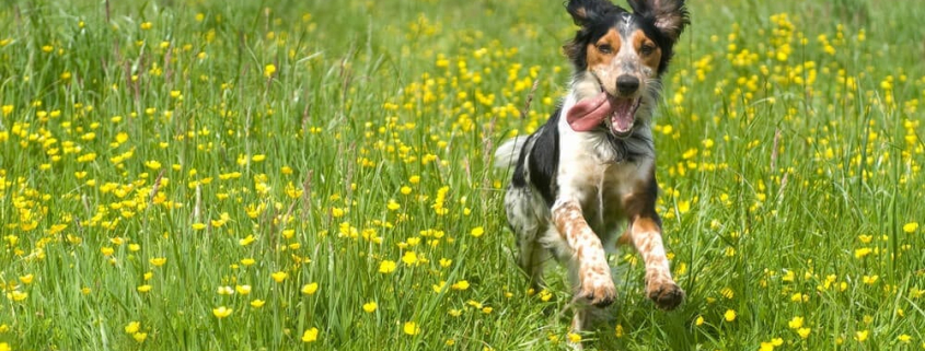 pets suffer from skin conditions