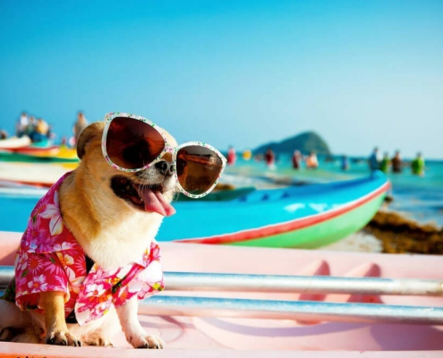 summer tips for pets