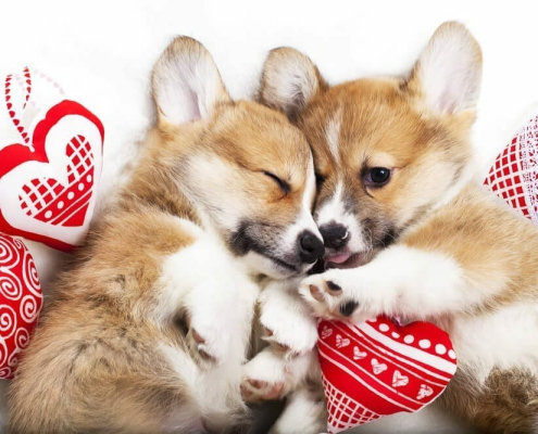 Valentines ‘gifts’ posing problems in our pets
