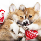 Valentines ‘gifts’ posing problems in our pets