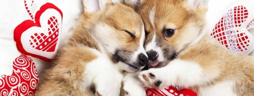 Valentines ‘gifts’ posing problems in our pets