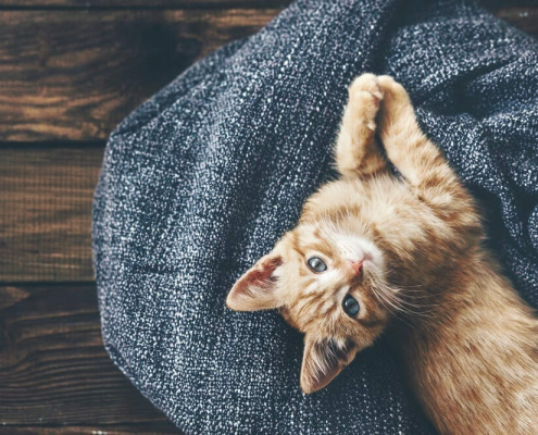 tips to keep your cat warm