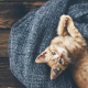 tips to keep your cat warm