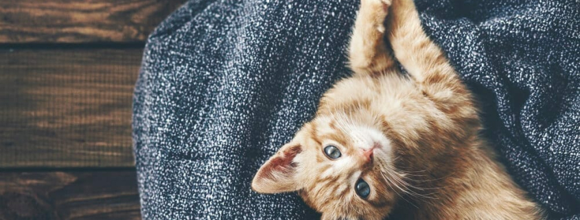 tips to keep your cat warm