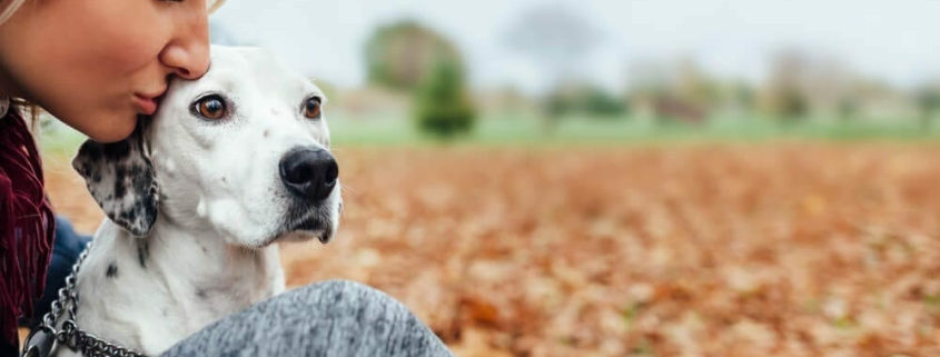 Arthritis Treatment for Dogs In Australia