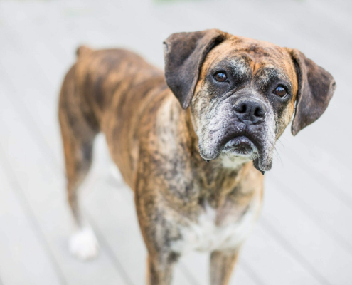 Image-Older Pet Care