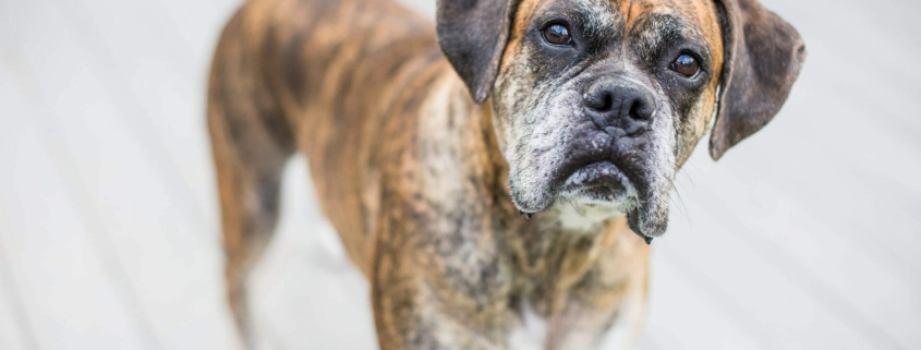 Image-Older Pet Care