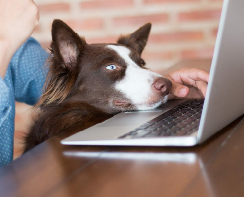 Take Your Dog to Work Day