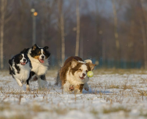 doggy toys and accessories