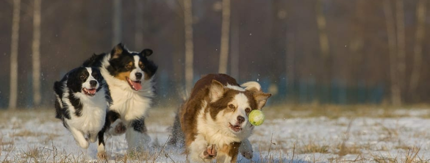 doggy toys and accessories