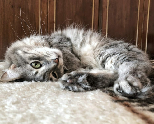 cat’s pads and paws