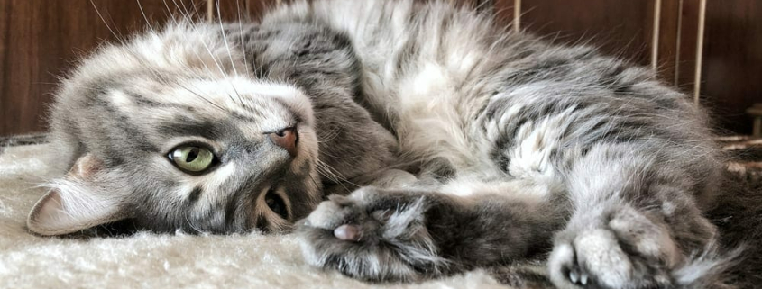 cat’s pads and paws